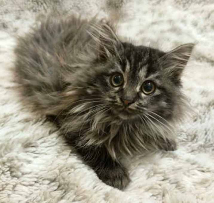 Photo of Kitty Lynxley