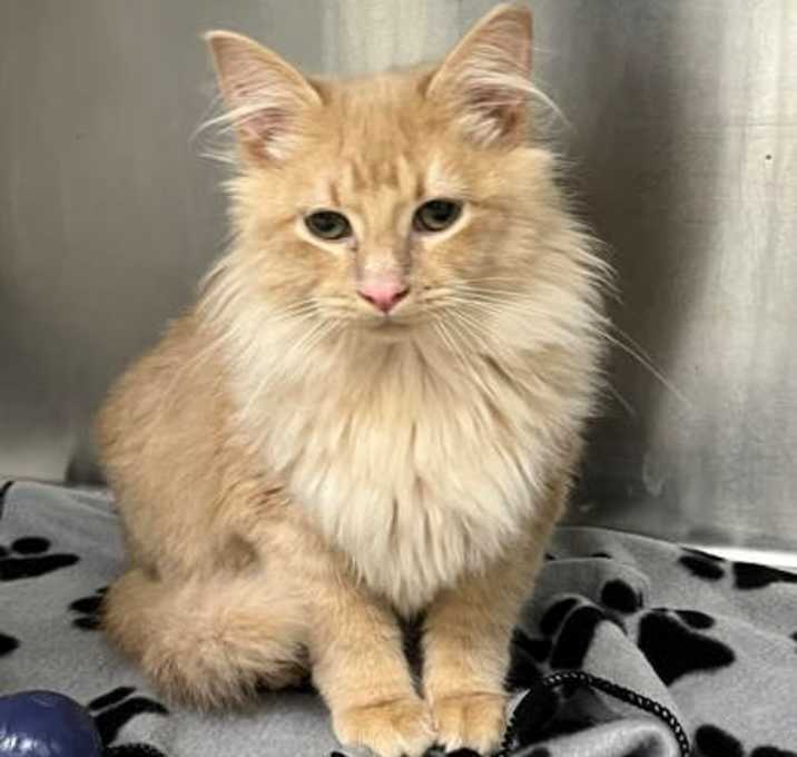 Photo of 25-914C Simba