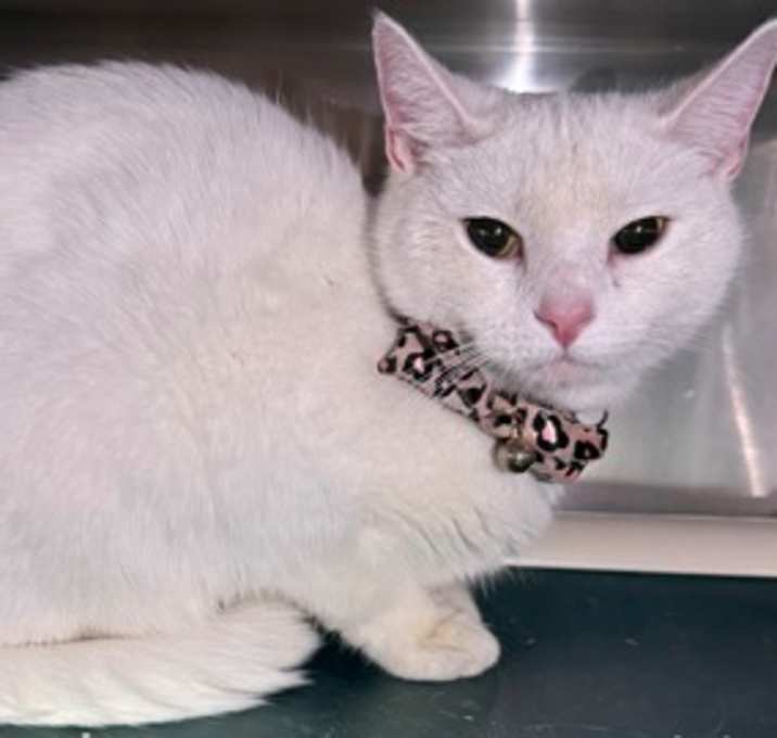 Photo of Rally (Barn Cat)