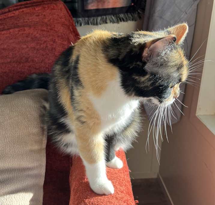 Photo of Ruby stevie