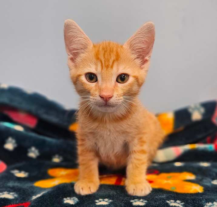 Photo of Michelangelo