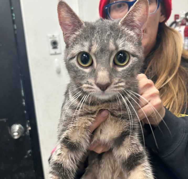 Photo of Mashed Potato 