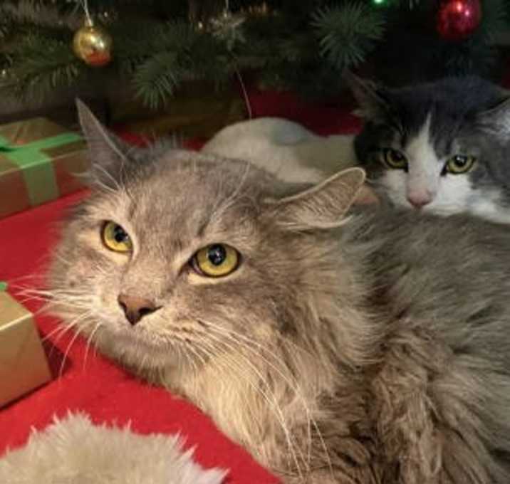 Photo of Bandit - Bonded to Gremlin