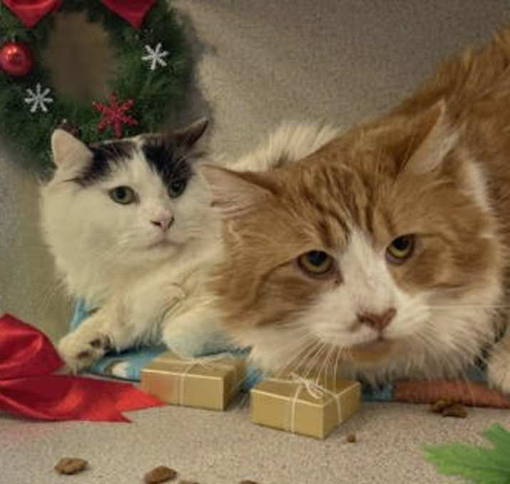 Photo of Blueberry Pie - Bonded to Choc