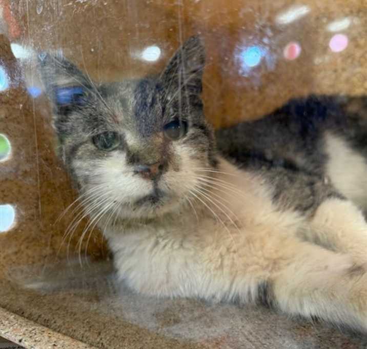 Photo of HUCKLEBERRY FINN