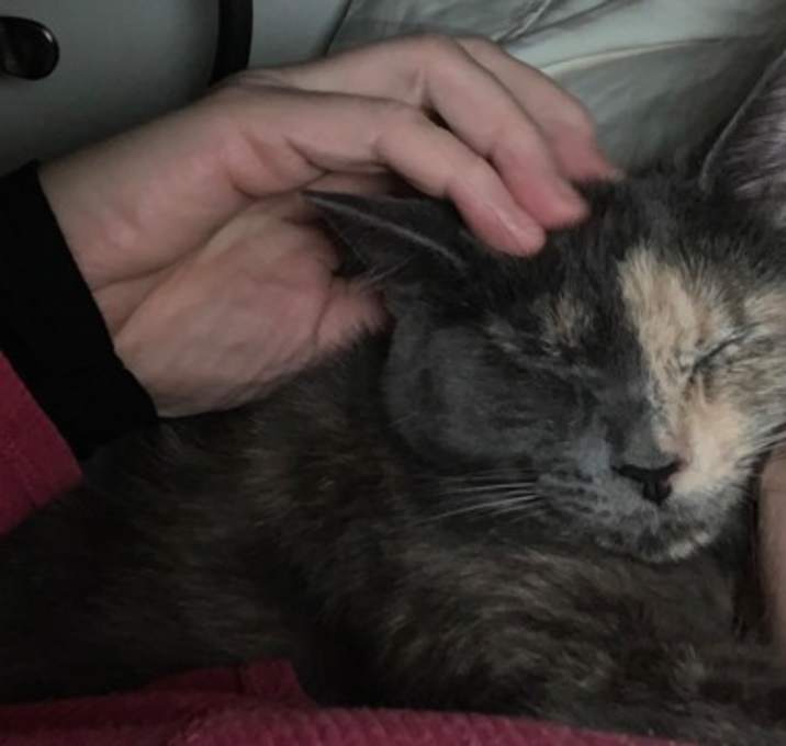 Photo of Veronica (Riverdale Litter)