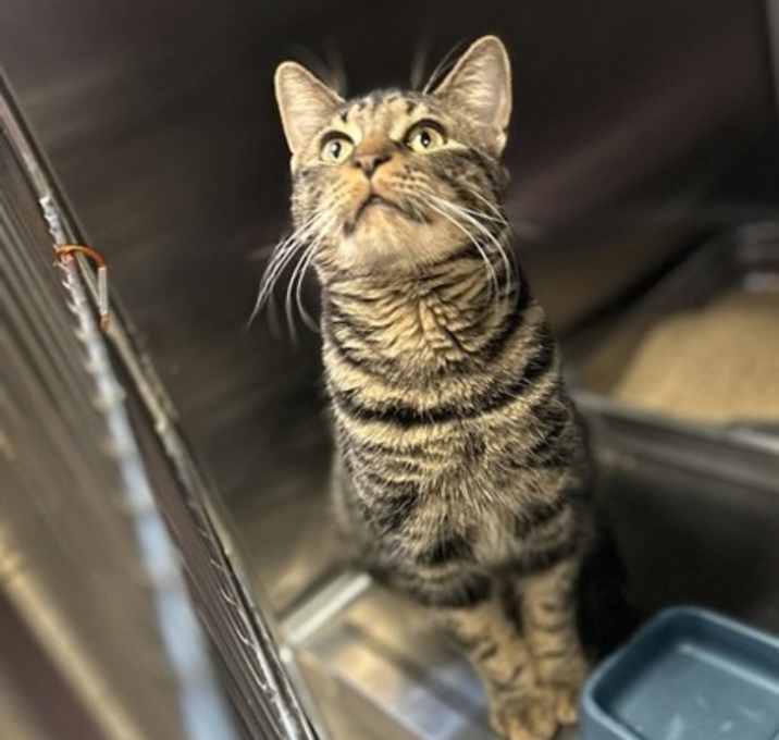 Photo of The Cat's Meow