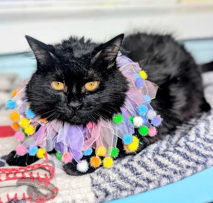 Photo of Priscilla 25-5707