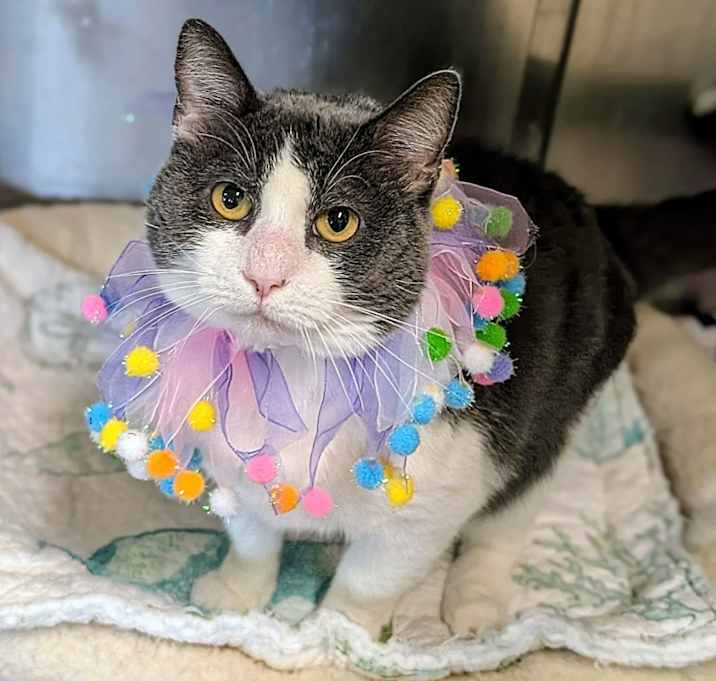 Photo of Binx 25-2810F