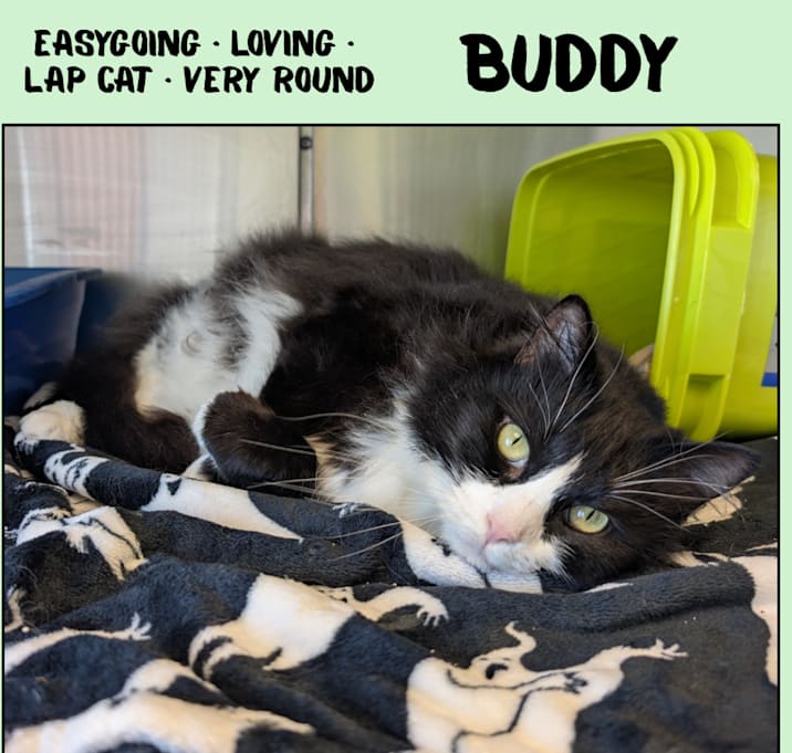 Photo of Buddy