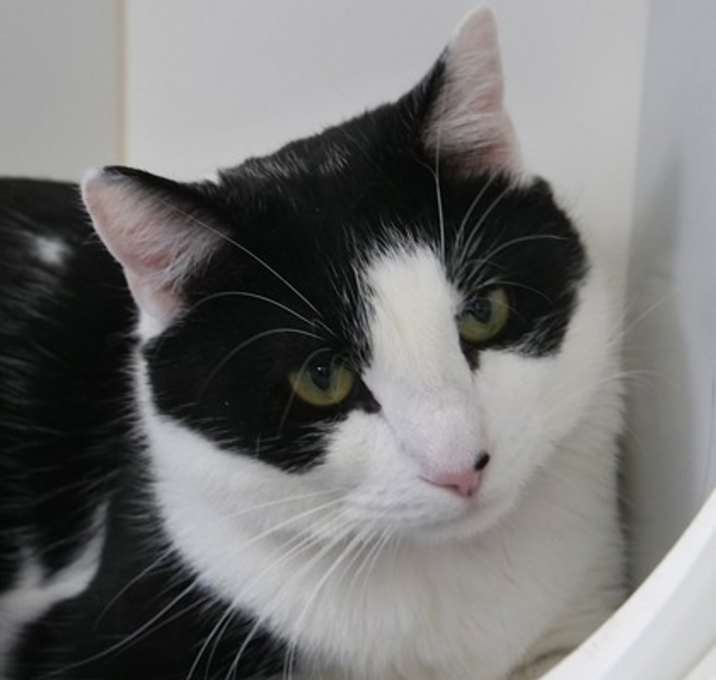 Photo of Mammoth (In Foster)