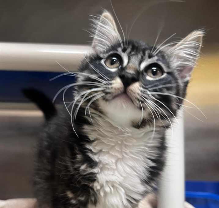 Photo of PEPPERMINT BARK