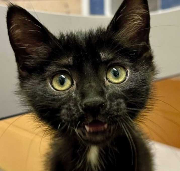 Photo of Maddey Deloney