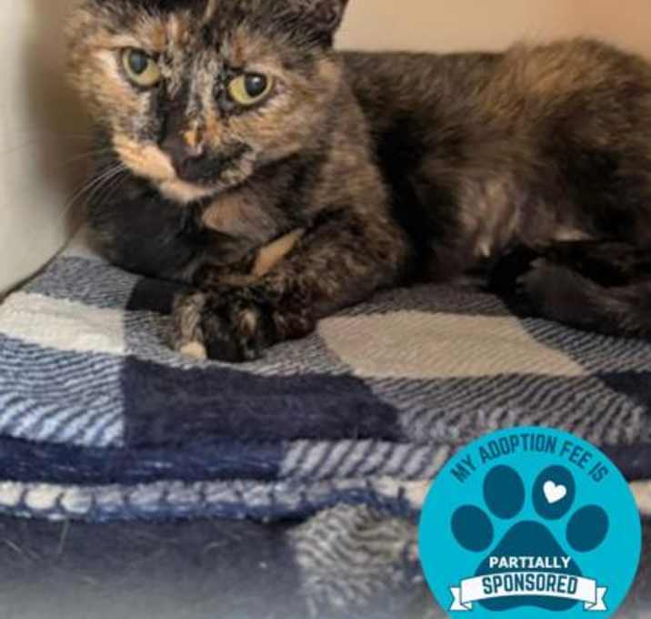 Photo of Mother Goose