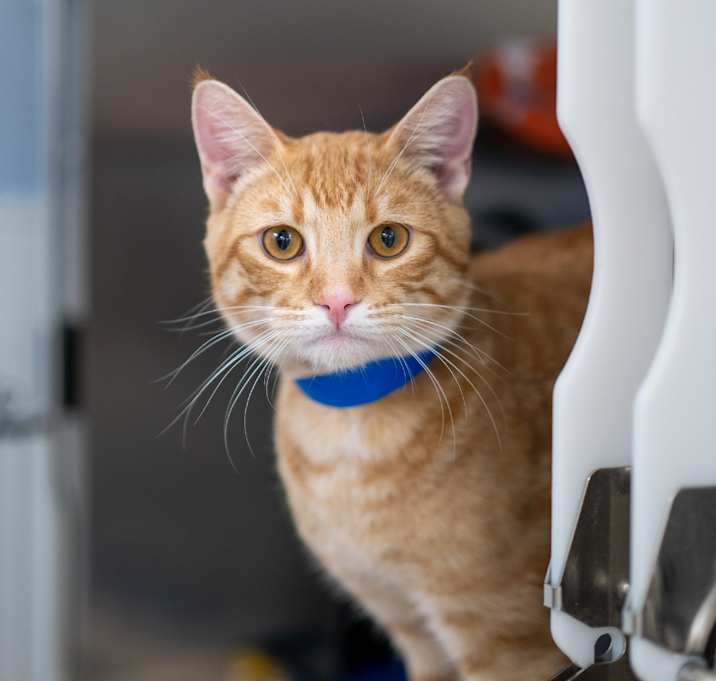 Photo of Stray Hold- Boyd