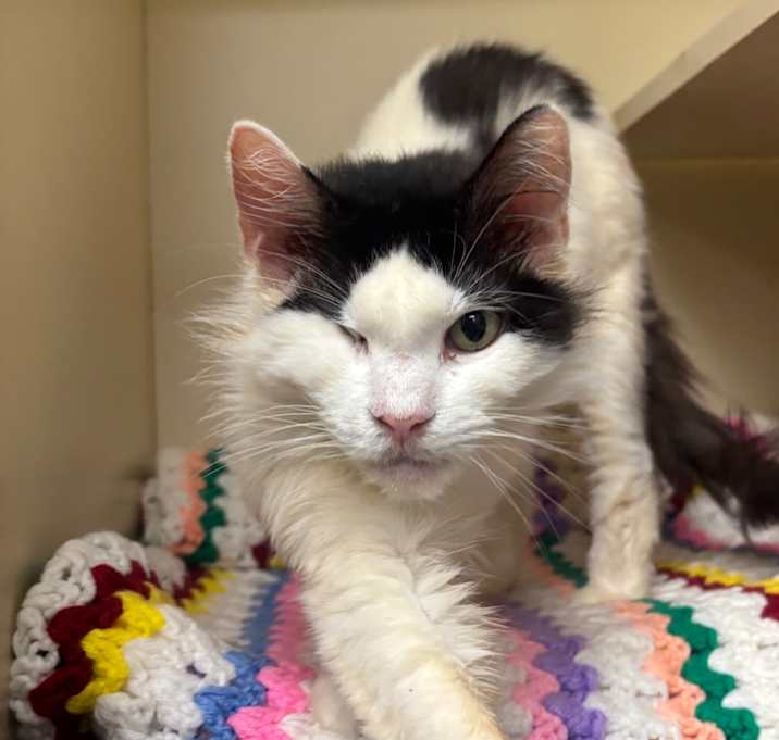 Photo of Marshmallow