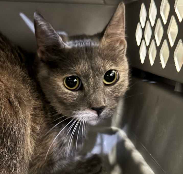 Photo of Cider (C000-729) - Chino Hills Location