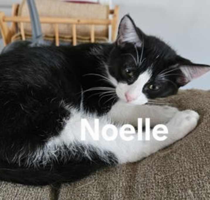 Photo of Noelle