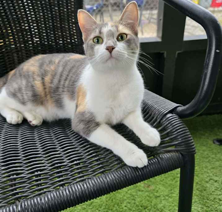 Photo of Torbie *SPONSORED*