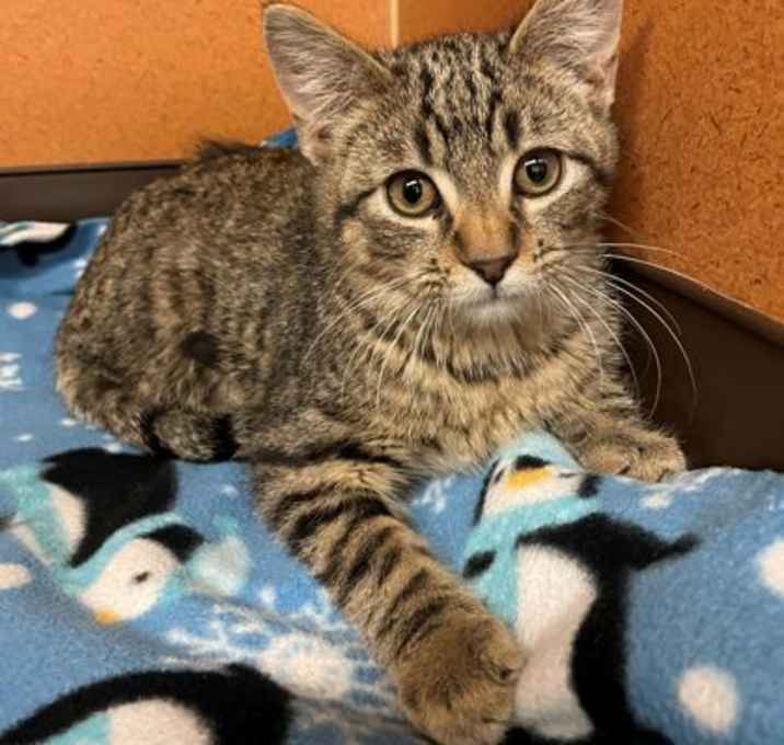 Photo of Gingerbread