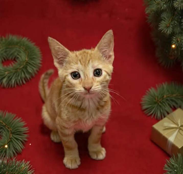 Photo of Pixie Tinselplum