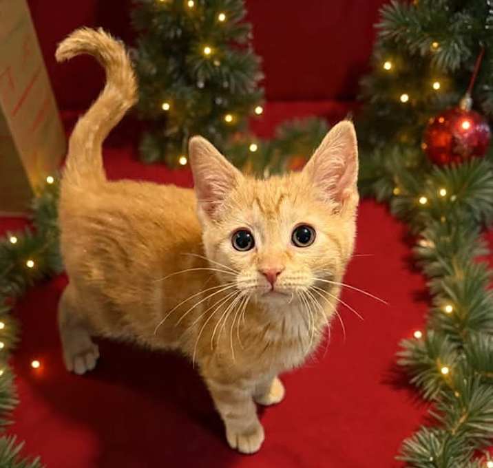 Photo of Tinsel Candyfluff