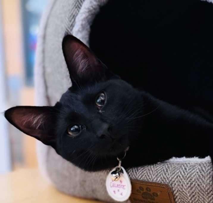 Photo of Celeste (Pounce Cat Cafe)