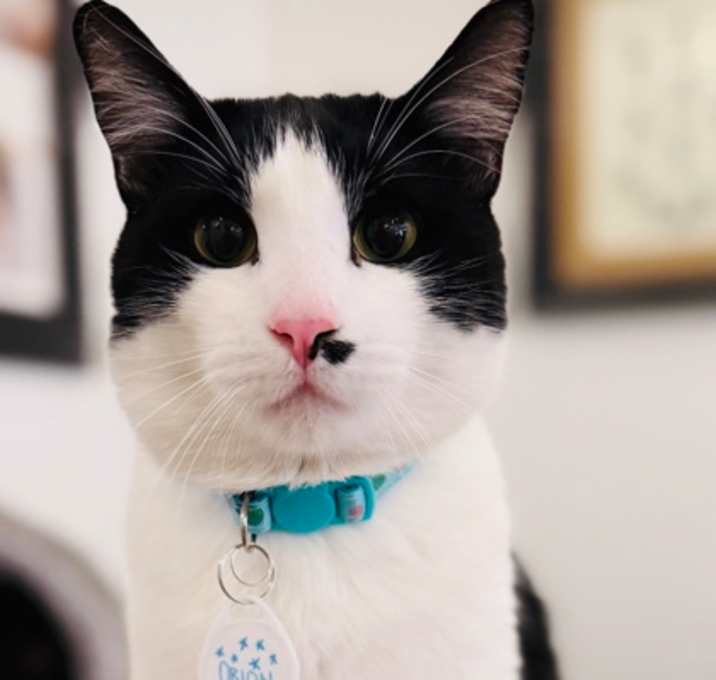 Photo of Orion (Pounce Cat Cafe)