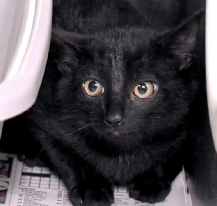 Photo of Peppermint Mocha