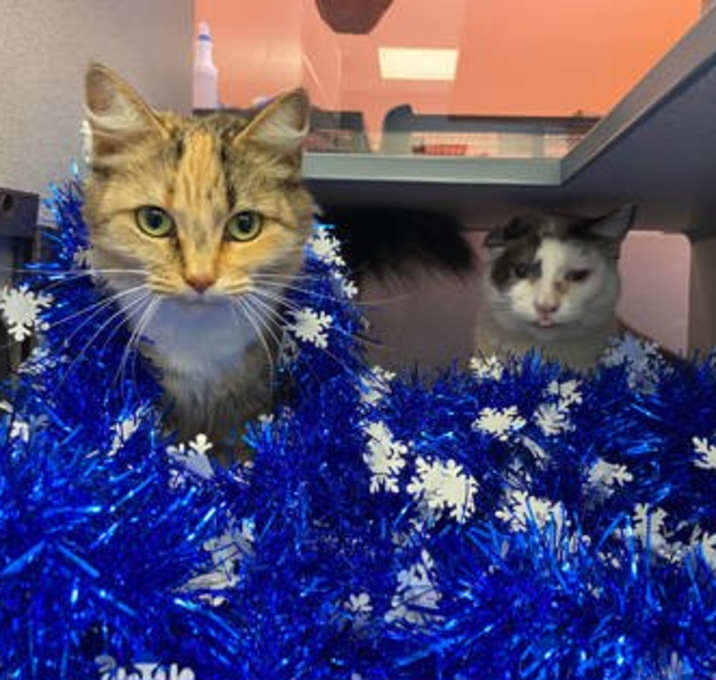 Photo of Baby - Bonded to Meno