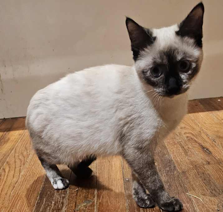 Photo of Gingerbread