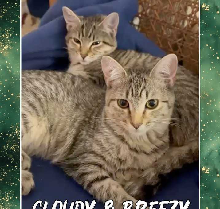 Photo of Couldy Breezy