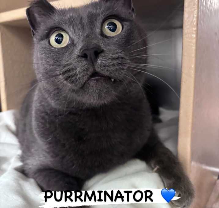 Photo of The Purrminator