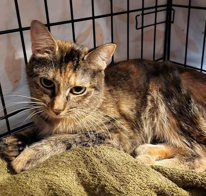 Photo of Sparkle the cat