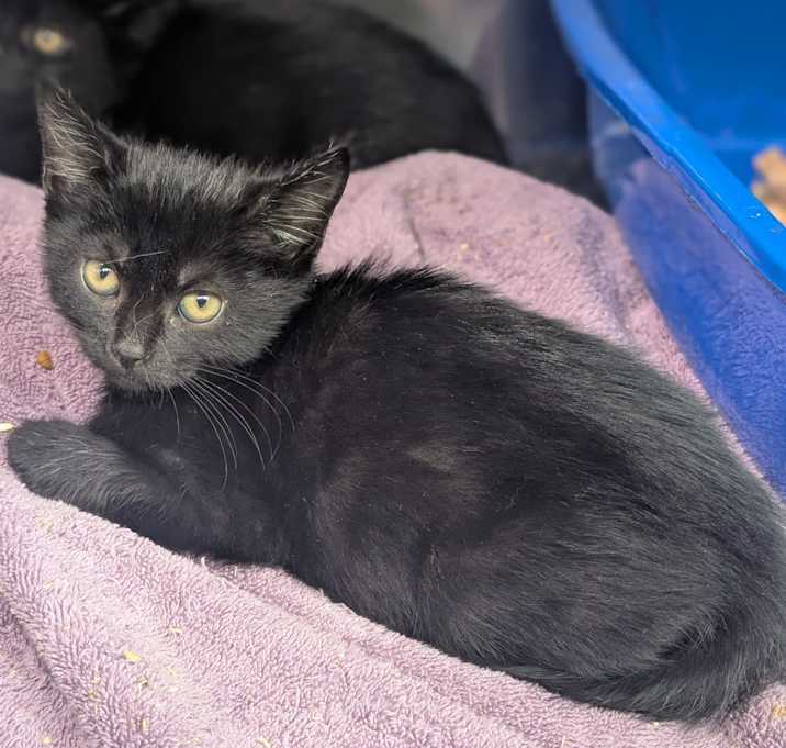 Photo of Licorice 25-6691