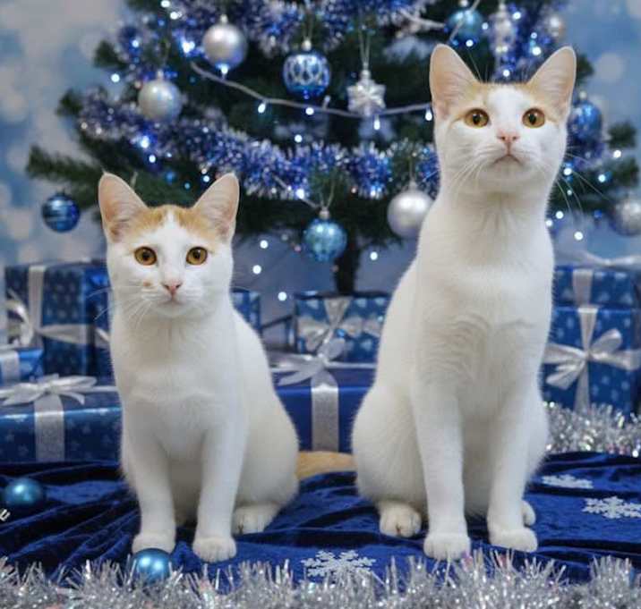 Photo of Avery and Fin