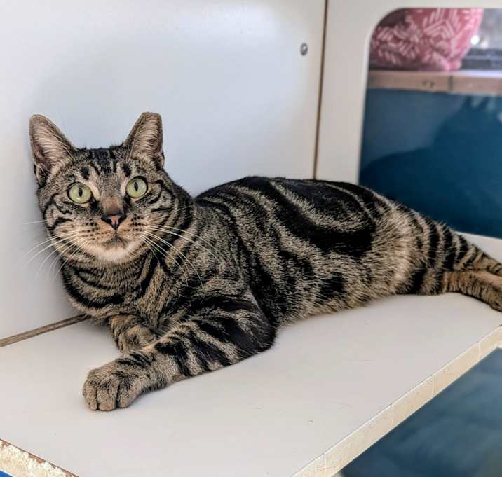 Photo of Ollie 25-5387F