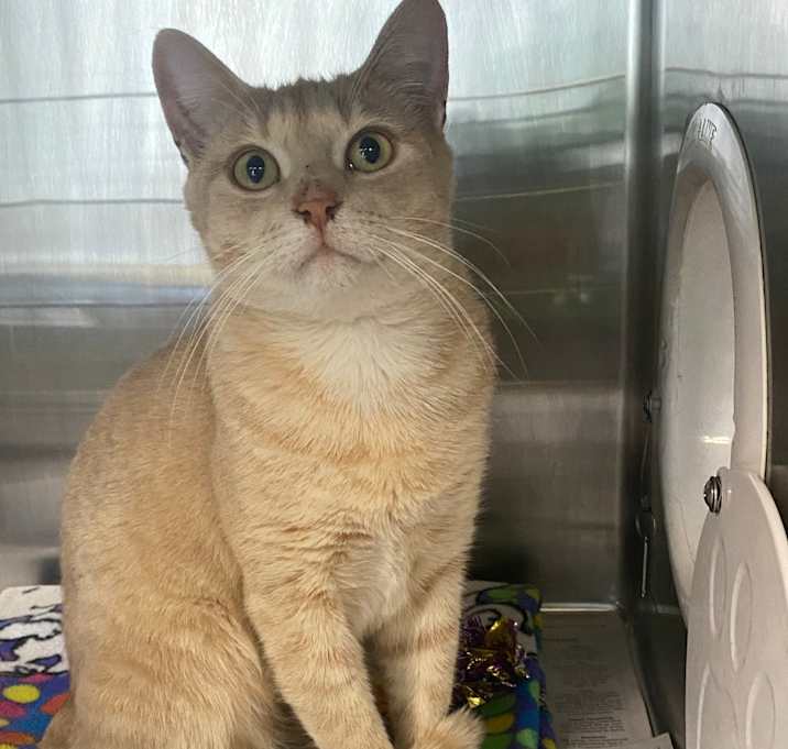 Photo of Chocolate Orange