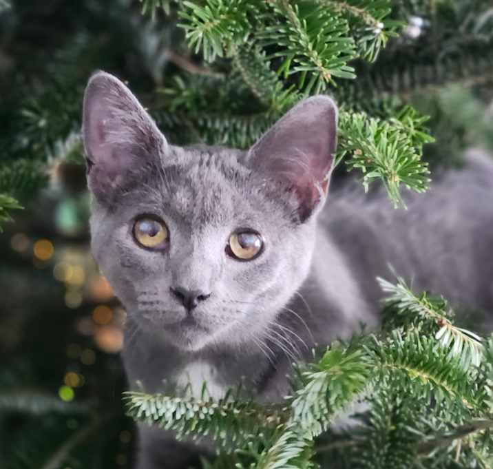 Photo of 0925-115 Stardust