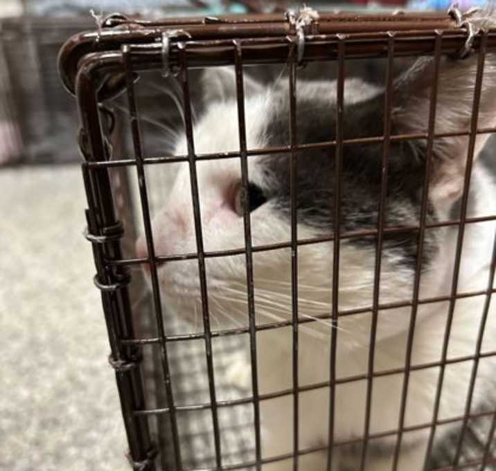 Photo of Santa's Helper