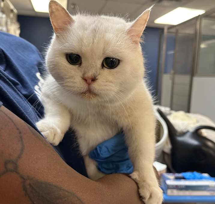 Photo of Stellar White