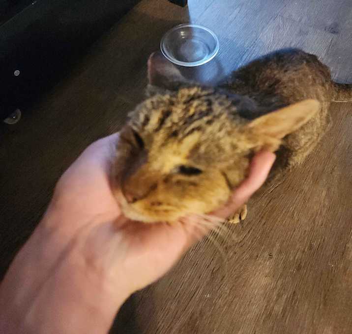 Photo of N/A no name yet