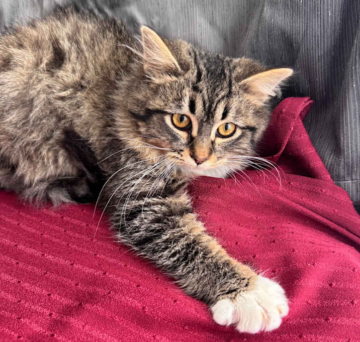 Photo of To Fur, With Luv 55723