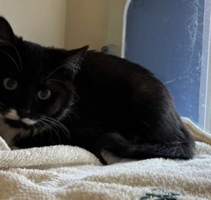 Photo of Cinnamoroll [Blue]