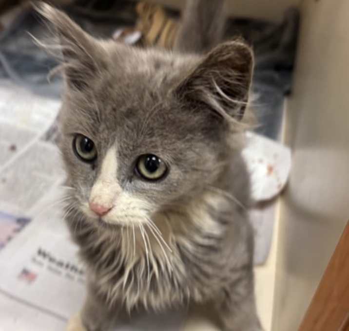 Photo of Parrot -ADOPTED!