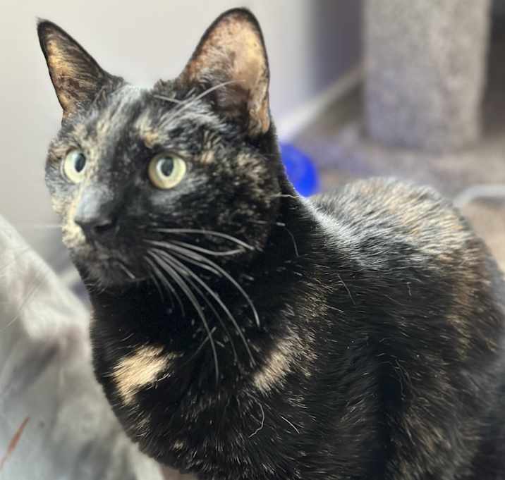 Photo of Lizzy/Lunes