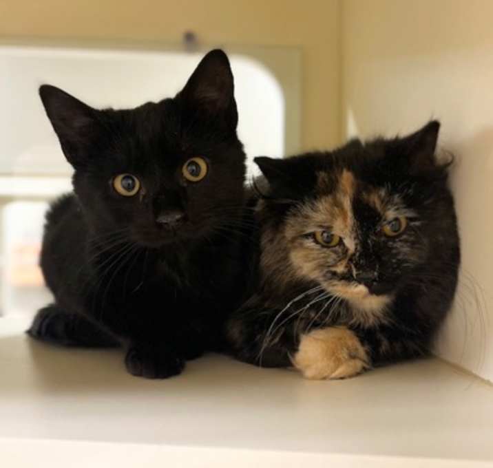 Photo of Blackbear~s25/26-0311j