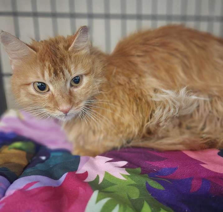 Photo of Orange Juice