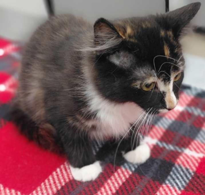 Photo of F25 SB 1615 Joan Collins