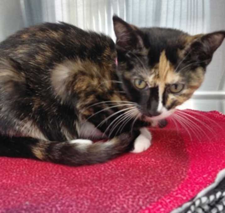 Photo of F25 FC 1435  Roll